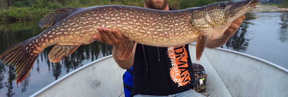 Large Northern Pike Fishing